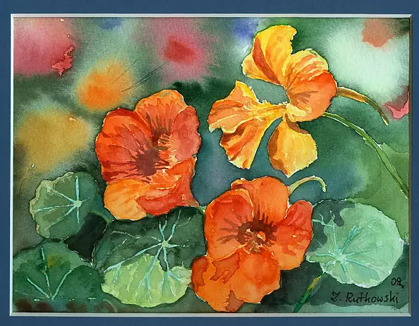 Zdzisław Rutkowski - nasturtiums