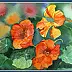 Zdzisław Rutkowski - nasturtiums