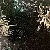Aquana Mae - Nebula No. 3 / Kolekcja Nebula na nocnym niebie