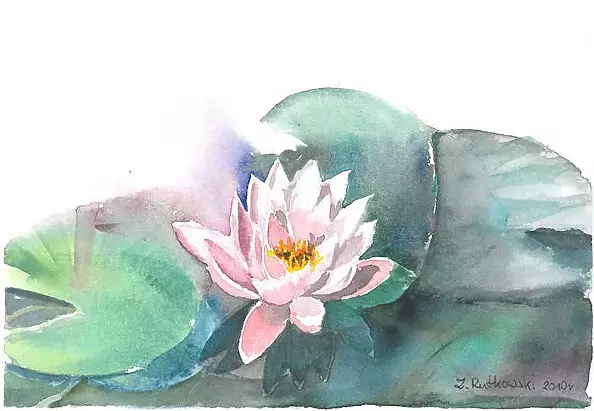 Zdzisław Rutkowski - Nenufary/Lilie wodne/
