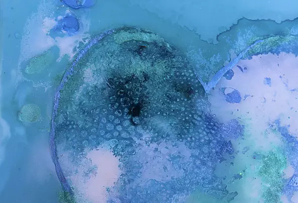 Rachel McCullock - Neptune's Desire