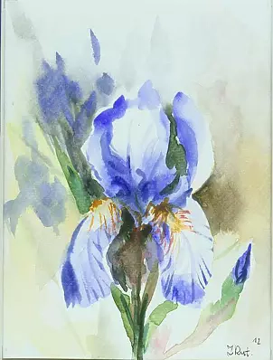 Zdzisław Rutkowski - blue iris