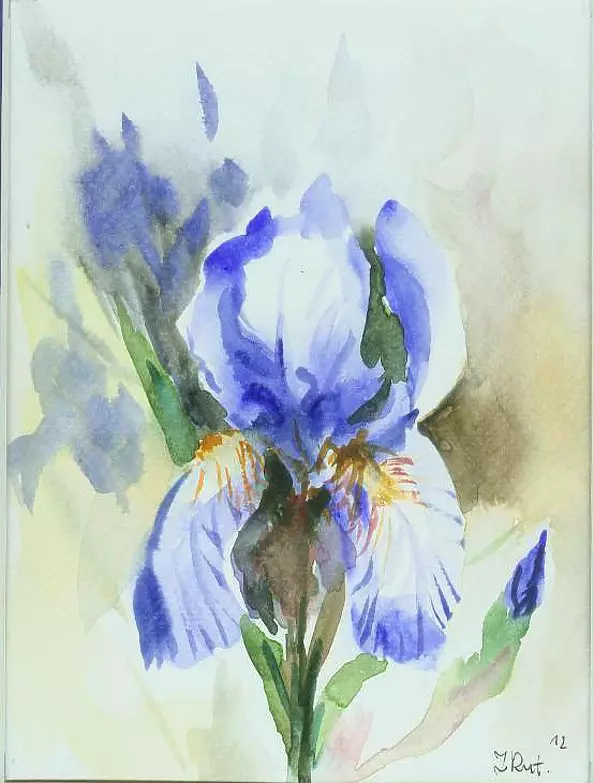 Zdzisław Rutkowski - blue iris