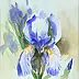 Zdzisław Rutkowski - blue iris