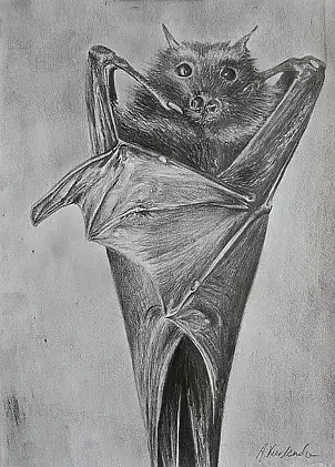 Agnieszka Kurlenda - Nietoperek rysunek ołówkiem