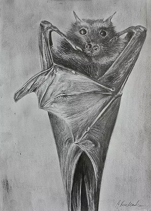 Agnieszka Kurlenda - Nietoperek rysunek ołówkiem