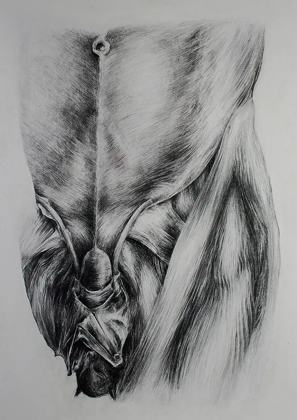 Wiesław Teofilak, Bat, Pencil - cardboard/paperboard, 70 x 100
