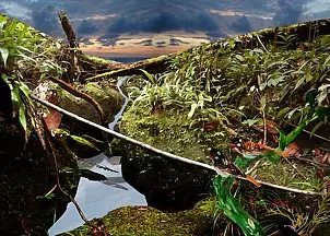 Mia Nelle Droschler - No title IX