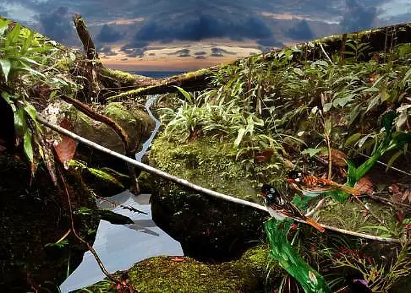 Mia Nelle Droschler - No title IX