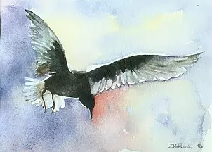 Zdzisław Rutkowski - Mewa białoskrzydła