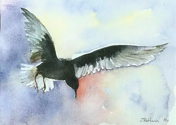 Zdzisław Rutkowski - Mewa białoskrzydła