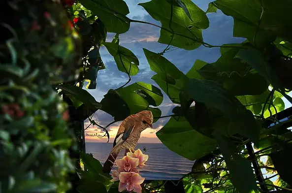 Mia Nelle Droschler - No title VIII