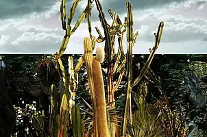 Mia Nelle Droschler - No title VI