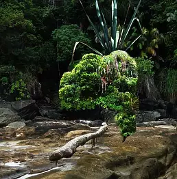 Mia Nelle Droschler - No title X