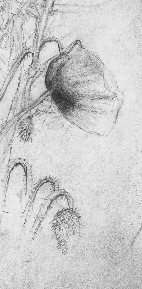 Agnieszka Osak - Ogród Życia