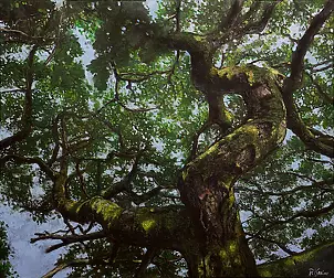 Paweł Kosior - Mossy tree