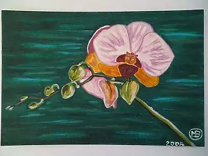   - Orchid -2008