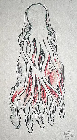 Wiesław Teofilak, Ośmiornica w stopie szkic - METABODY ART, Inne, Ołówek, Tusz - karton/tektura, 17 x 24