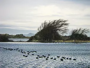 Marco Trogi - Padula