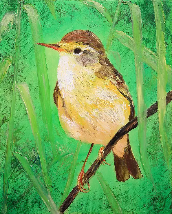 Radosław Popek - PIECUSZEK - POLISH BIRDS