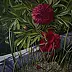 Elżbieta Mozyro - peony