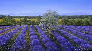 Pier Luigi Parnisari -  PROVENZA