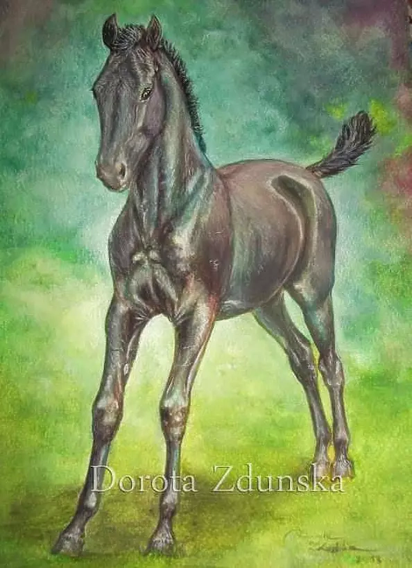 ART DOROTHEAH - PULI- Fresian Foal, Horse, horse, painting, painting