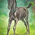 ART DOROTHEAH - PULI- Fresian Foal, Horse, horse, painting, painting
