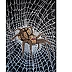 Rafał Jarosz - Night Web Spider