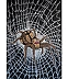 Rafał Jarosz - Night Web Spider