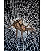 Rafał Jarosz - Night Web Spider