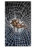 Rafał Jarosz - Night Web Spider