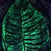 Łukasz Hołowczak - Pandora leaf (future/nature/track) Pandora leaf by night