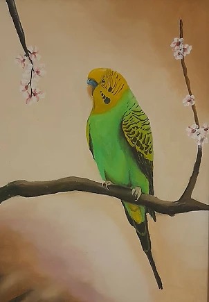 Jarosław Kucharczyk - Budgerigar