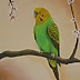 Jarosław Kucharczyk - Budgerigar