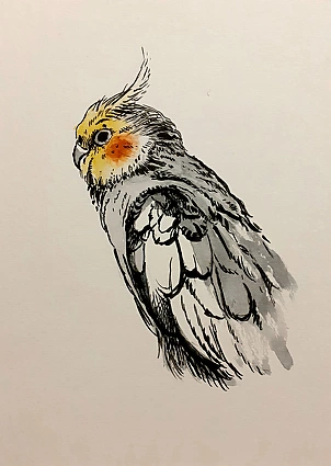 Rafał Czwichocki - Little parrot