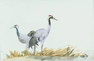 Zdzisław Rutkowski - Para żurawi