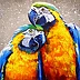 Olha Darchuk - Parrots are lovers