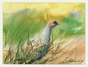 Zdzisław Rutkowski - Kuropatwa