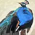 Dariusz Kosiński - Peacock