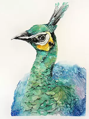   - Peacock