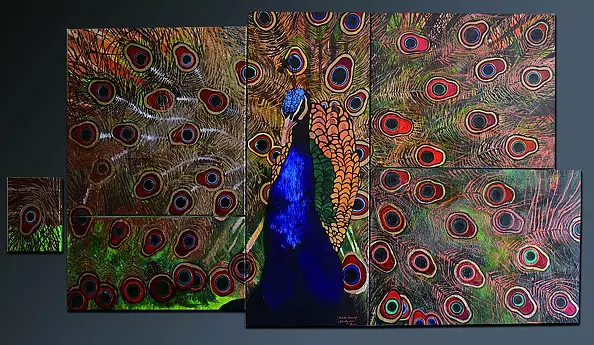 Wioletta Burnat - Peacock