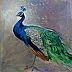 Dorota Goleniewska Szelągowska - Peacock feathers