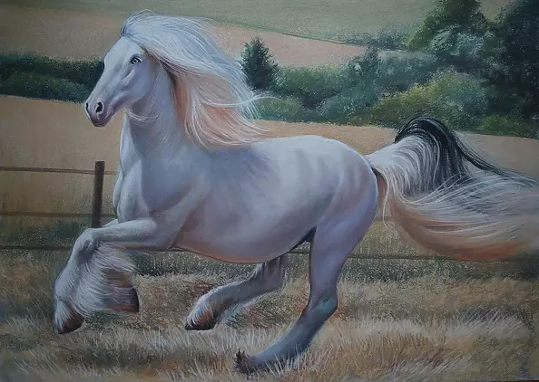 Robert Chełchowski - Pegasus Stallion