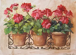   - geraniums