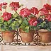 Patrycja Kruszyńska Mikulska - geraniums