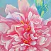 Izabela Krzyszkowska - Peony