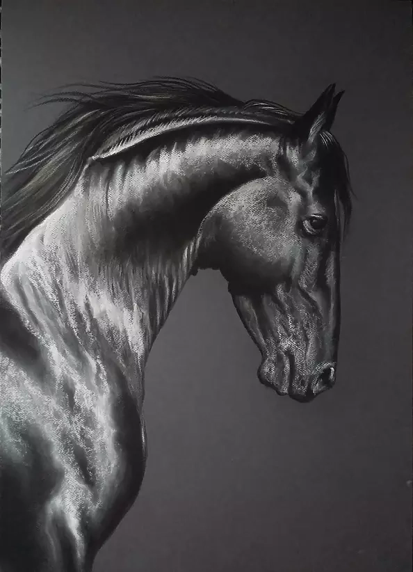 Robert Chełchowski - Performer66 Friesian 