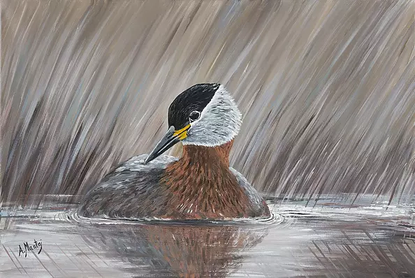 Agnieszka Mantaj - Red-necked Grebe