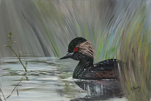 Agnieszka Mantaj - Black-necked Grebe